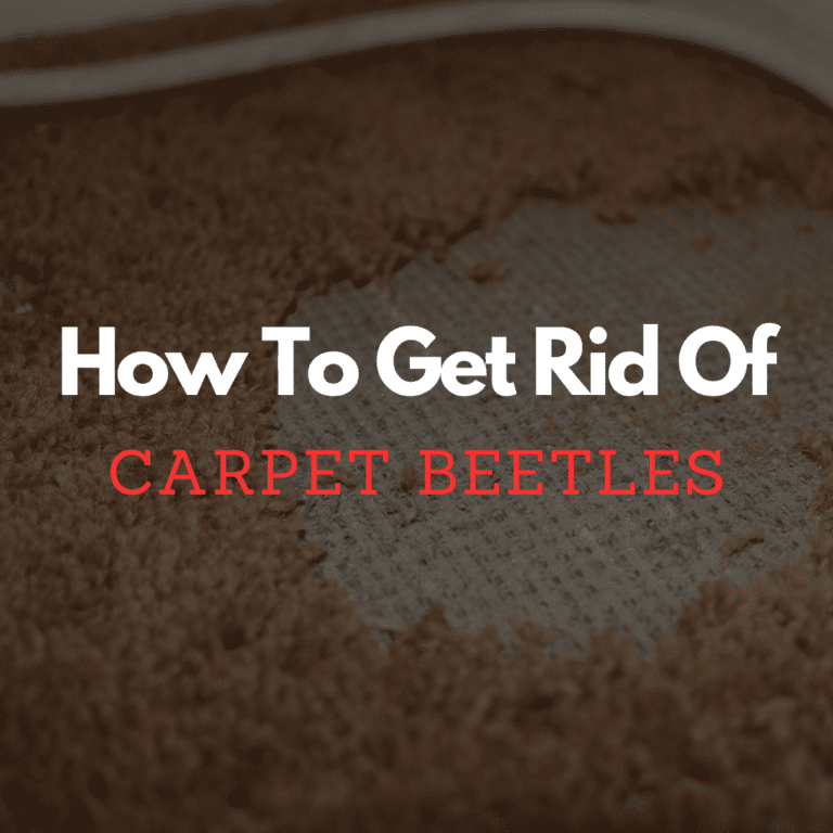 How To Get Rid Of Carpet Beetles - Carpet Cleaning Cambridge MA